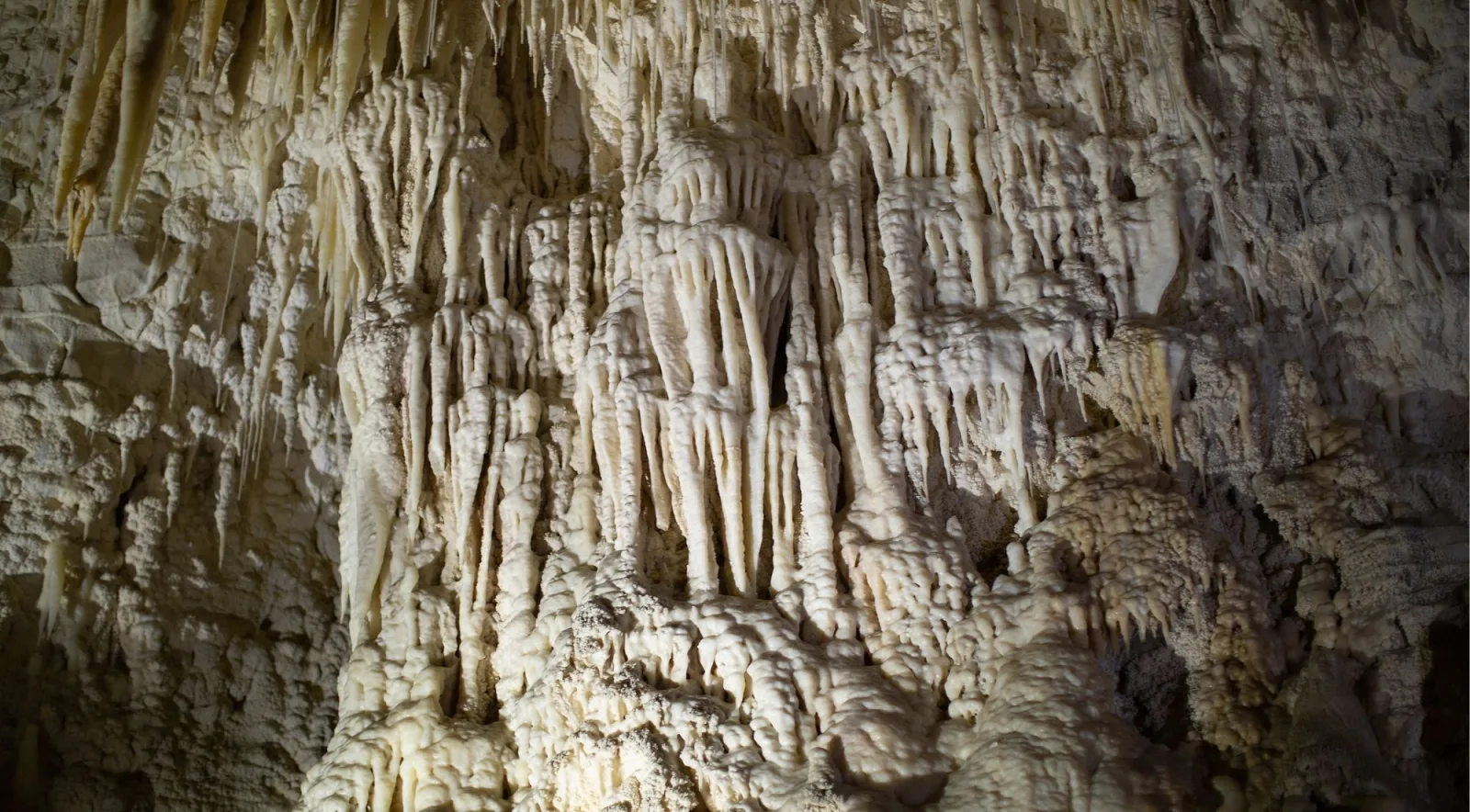 Native New Zealand forest surrounding the Waitomo Caves valley in the Waikato region