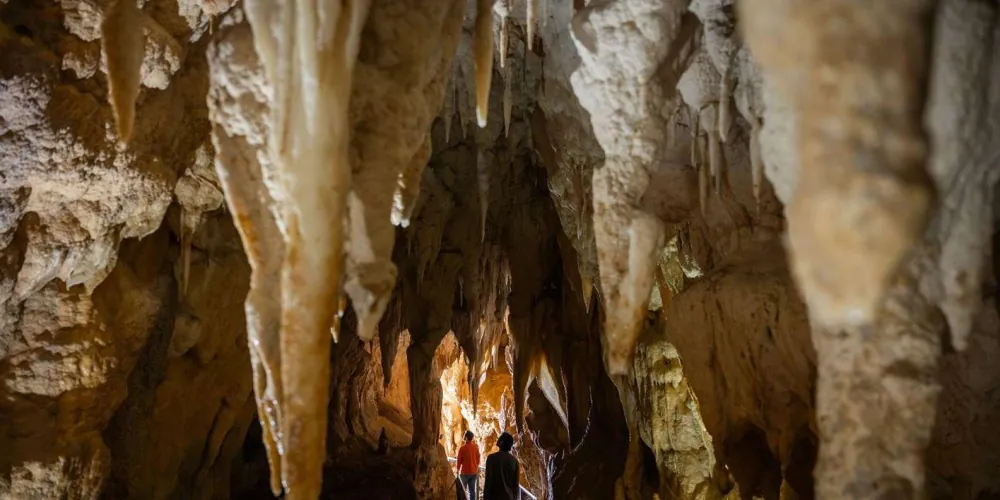 Dramatic stalactites and stalagmites inside Ruakuri Cave, Waitomo