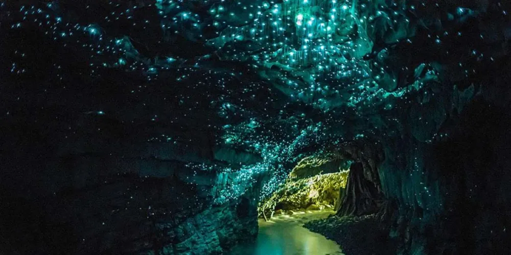 Waitomo tour photo 2