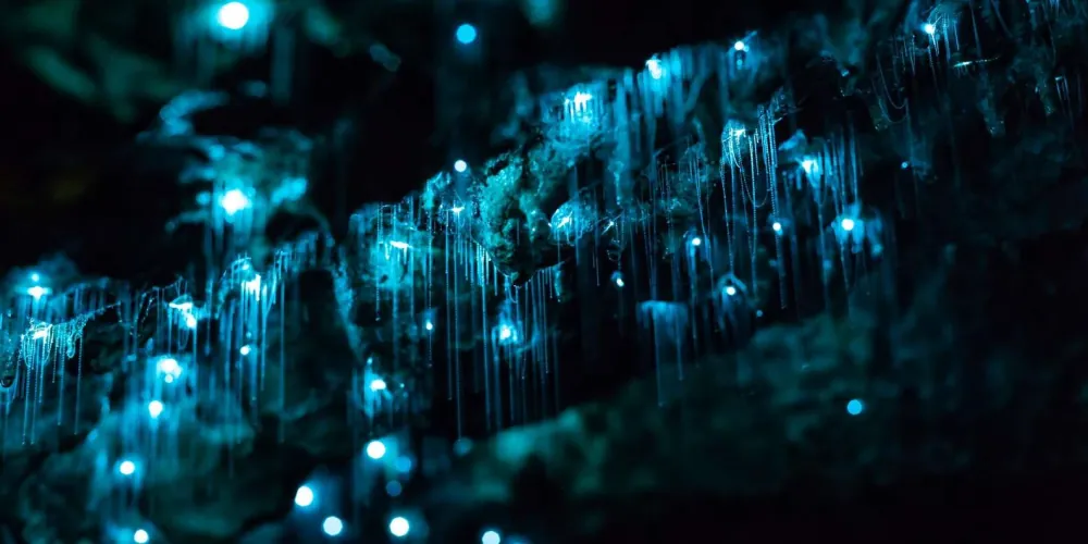 Waitomo tour photo 3